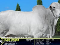 Lote 10000