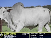 Lote 91