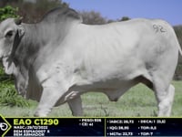 Lote 92