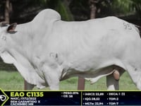 Lote 95