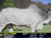 Lote 96