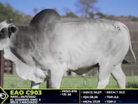 Lote 98