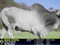 Lote 99