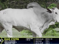 Lote 100