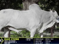 Lote 101