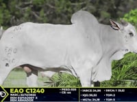 Lote 102