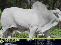 Lote 103