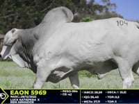 Lote 104