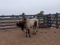 Lote 97
