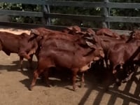 Lote 62