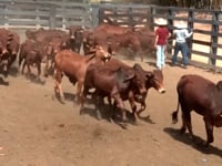 Lote 63