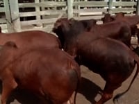 Lote 66