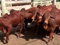 Lote 67