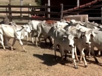 Lote 68