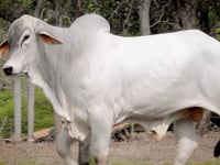 Lote 40