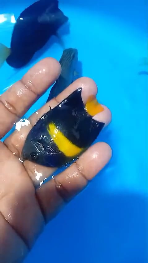 https://i.vimeocdn.com/video/2055910244-ae2fe75034f85ce6567dea56b3ddde644b3de92b48cd249649653773811c2a9e-d