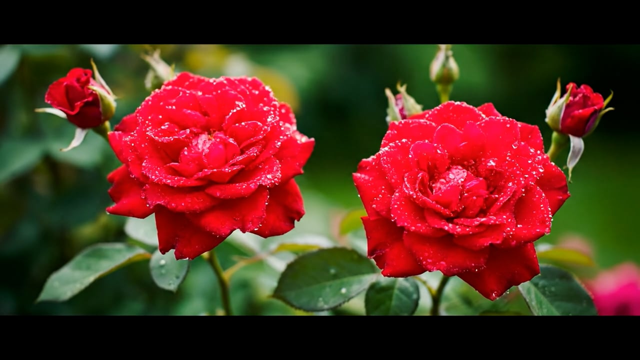 https://i.vimeocdn.com/video/2056085101-c0a0d0a9eeb836fd2cfb86690347574454000e4179a8175f99474983c905773d-d
