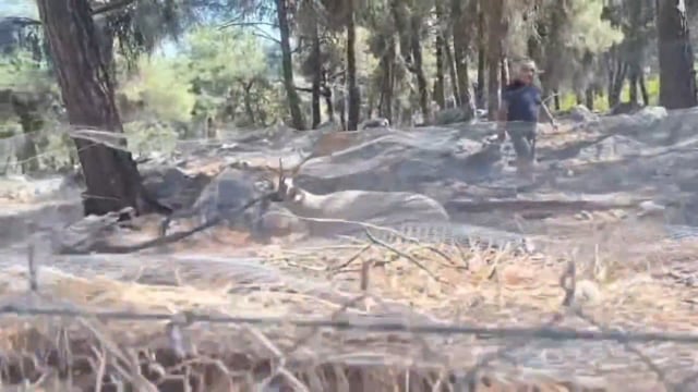 Καστοριά διασωση ελαφιού 6-9-2025