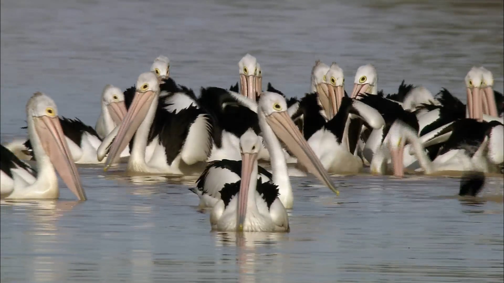 Journey of the Pelicans – An Australian Outback Mystery