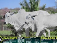 Lote 209