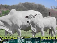 Lote 210