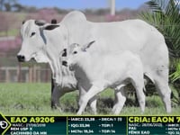 Lote 211