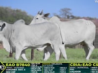 Lote 213