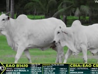 Lote 214