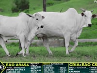 Lote 215