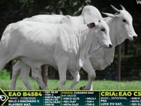 Lote 216
