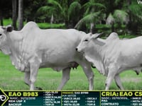 Lote 217