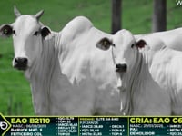 Lote 218