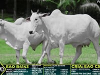 Lote 219