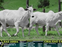 Lote 220