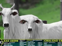 Lote 221