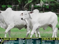Lote 222
