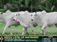 Lote 224