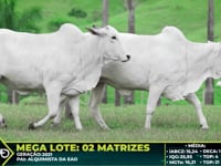 Lote 225