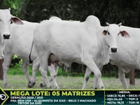 Lote 227
