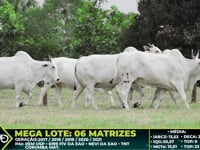 Lote 228