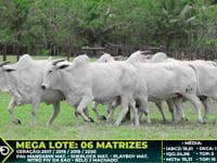 Lote 229