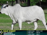 Lote 200