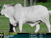 Lote 201