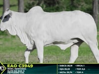 Lote 202