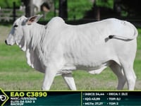 Lote 203