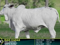 Lote 204