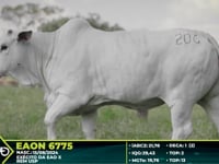 Lote 206
