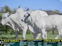 Lote 207