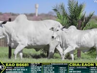 Lote 208