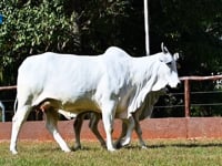 Lote 06